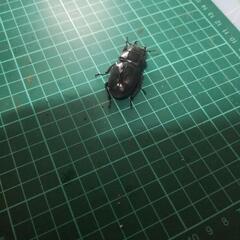 ①パラワンオオヒラタの画像