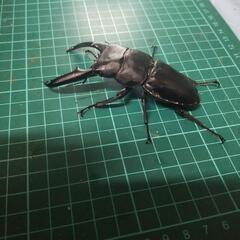 ①パラワンオオヒラタの画像