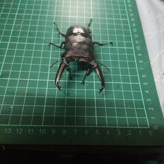 ①パラワンオオヒラタの画像