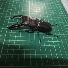 ②パラワンオオヒラタの画像