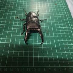 ②パラワンオオヒラタの画像