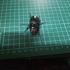 ②パラワンオオヒラタの画像