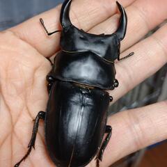 オオクワガタ能勢SR血統♂♀ペア56の画像