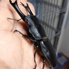 オオクワガタ能勢SR血統♂♀ペア56の画像