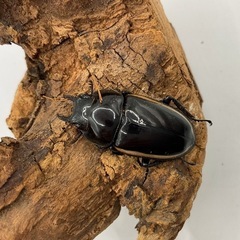 セール‼️ウォレスノコギリ　成虫ペアの画像