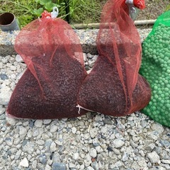 引き取り予定決まりました　水槽　濾過材　中古品の画像