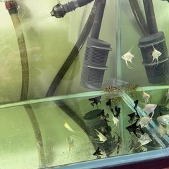 (最終値下げ)熱帯魚 キングタイガー・ペコルティア キンペコ エンゼルフィッシュの画像