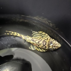 (最終値下げ)熱帯魚 キングタイガー・ペコルティア キンペコ エンゼルフィッシュの画像