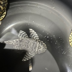 (最終値下げ)熱帯魚 キングタイガー・ペコルティア キンペコ エンゼルフィッシュの画像
