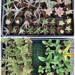 多肉植物(仔株)20鉢の画像