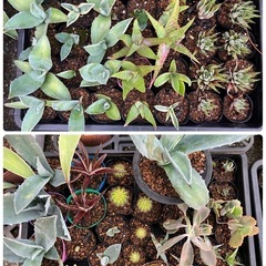 多肉植物(仔株)20鉢の画像
