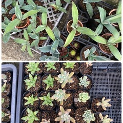 多肉植物(仔株)20鉢の画像