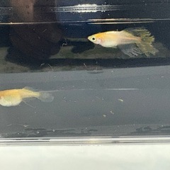 メダカ、めだか🔥不死鳥🔥の画像
