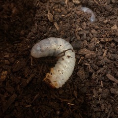カブトムシの幼虫の画像