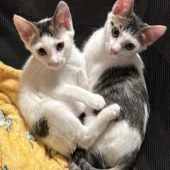 かわゆいオカッパ子猫達と楽しい時間を過ごして下さい。2匹一…