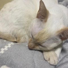 猫たちを引き取っていただけるよう、ご協力をお願い申し上げます。