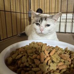 メス子猫