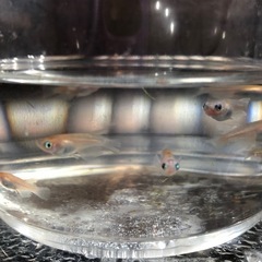 🍡雲州三色ダルマめだか🐟幼魚若魚　10匹の画像