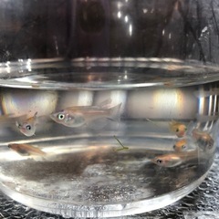 🍡雲州三色ダルマめだか🐟幼魚若魚　10匹の画像
