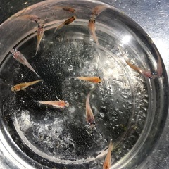 🍡雲州三色ダルマめだか🐟幼魚若魚　10匹の画像