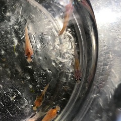 🍡雲州三色ダルマめだか🐟幼魚若魚　10匹の画像