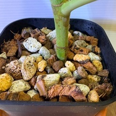 観葉植物　フィカスアルテシマの画像