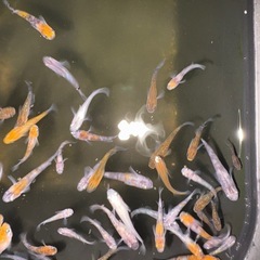 三色メダカの画像