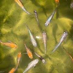 三色メダカの画像