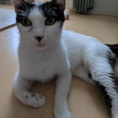 里親募集（母猫と男の子と女の子）