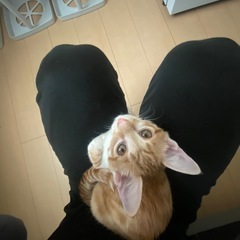 茶トラ　オス　生後約半年