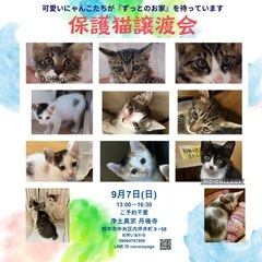 9月7日保護猫譲渡会