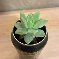 多肉植物
の画像