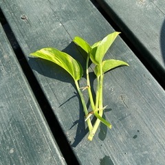 ポトス2本 観葉植物　の画像