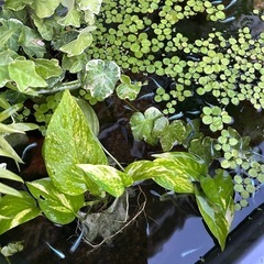 ポトス2本 観葉植物　の画像