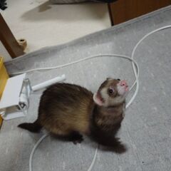 フェレット　里親探し