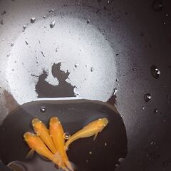 メダカ　の画像