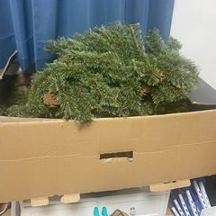 【売約済み】アルザス　クリスマスツリー