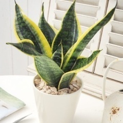 【早い者勝ち】日比谷花壇　サンスベリア　セラミス植え