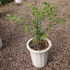 柚子  実生苗  の画像