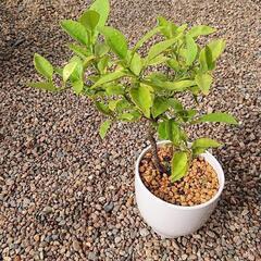 柚子  実生苗  の画像