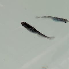 メダカ【ミッドナイトフリル】体外光　6匹の画像