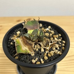 アガベ　シーザー　の画像