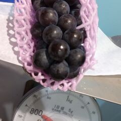 鶴田町渡し＞ぶどうサマーブラック１kg（３～４房入り）包装無し裸売りの画像