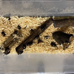 カブトムシの画像