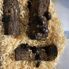 カブトムシの画像
