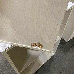 カラーボックス白　3個セットの画像