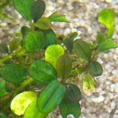 Bucephalandra sp.” Mini Phantom ”の画像