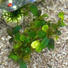 Bucephalandra sp.” Mini Phantom ”の画像