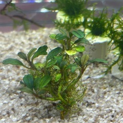 Bucephalandra sp.” Mini Phantom ”の画像