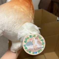 リアル うさぎの画像
